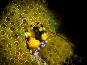 Hermit crab by Philippe Eggert 